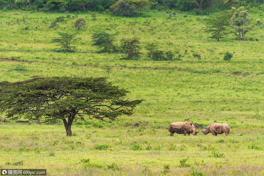 非洲稀树草原景色