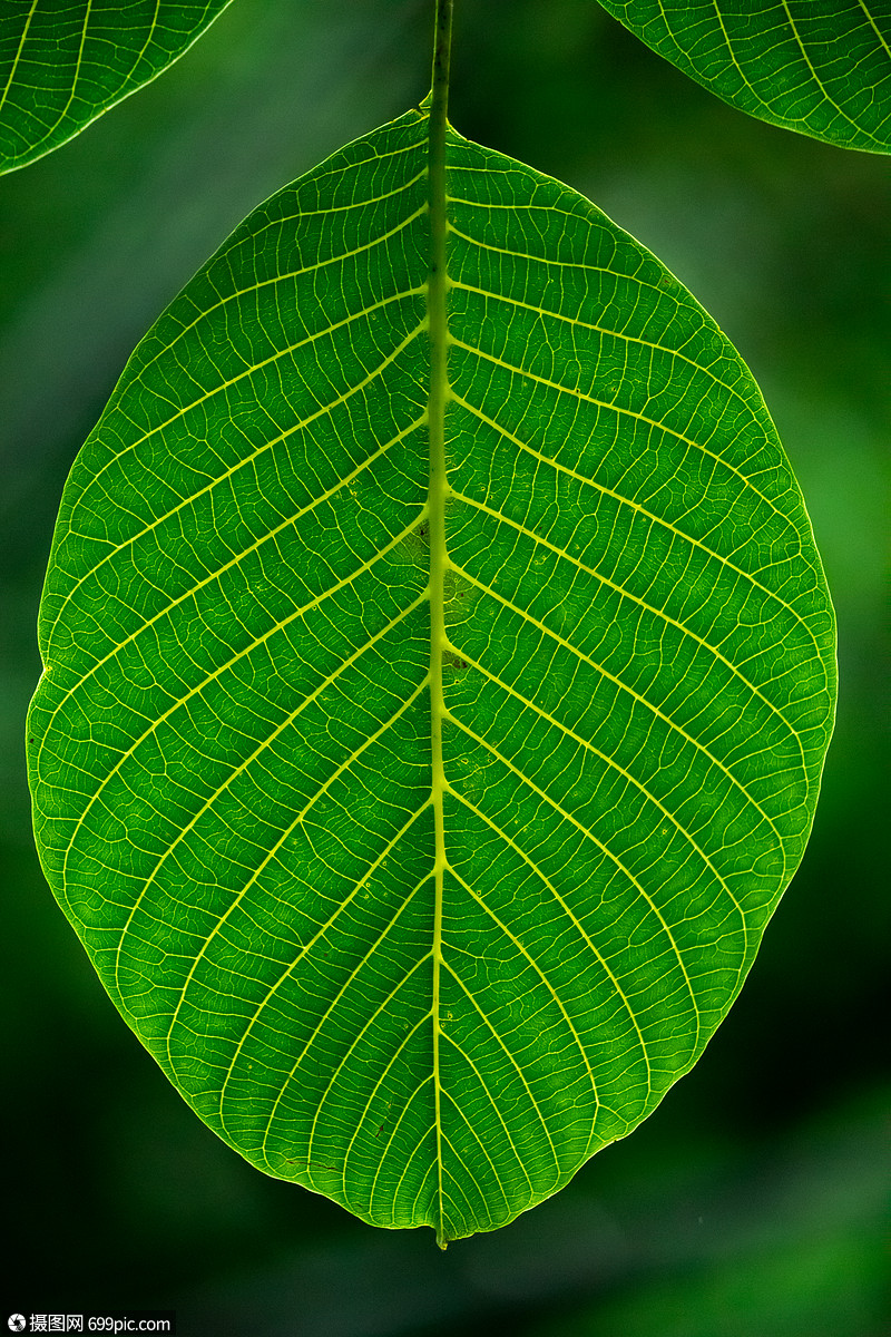 夏季的核桃树叶绿色几何纹理