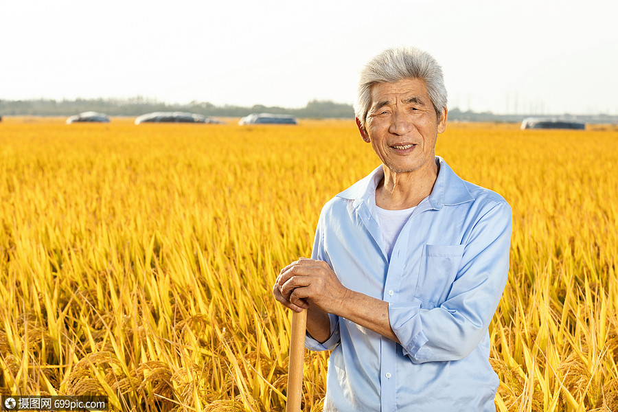 农民伯伯拿锄头在稻田里歇息