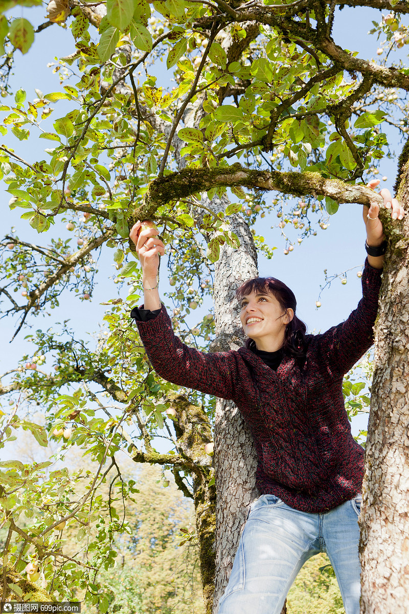 在果园摘苹果的女人