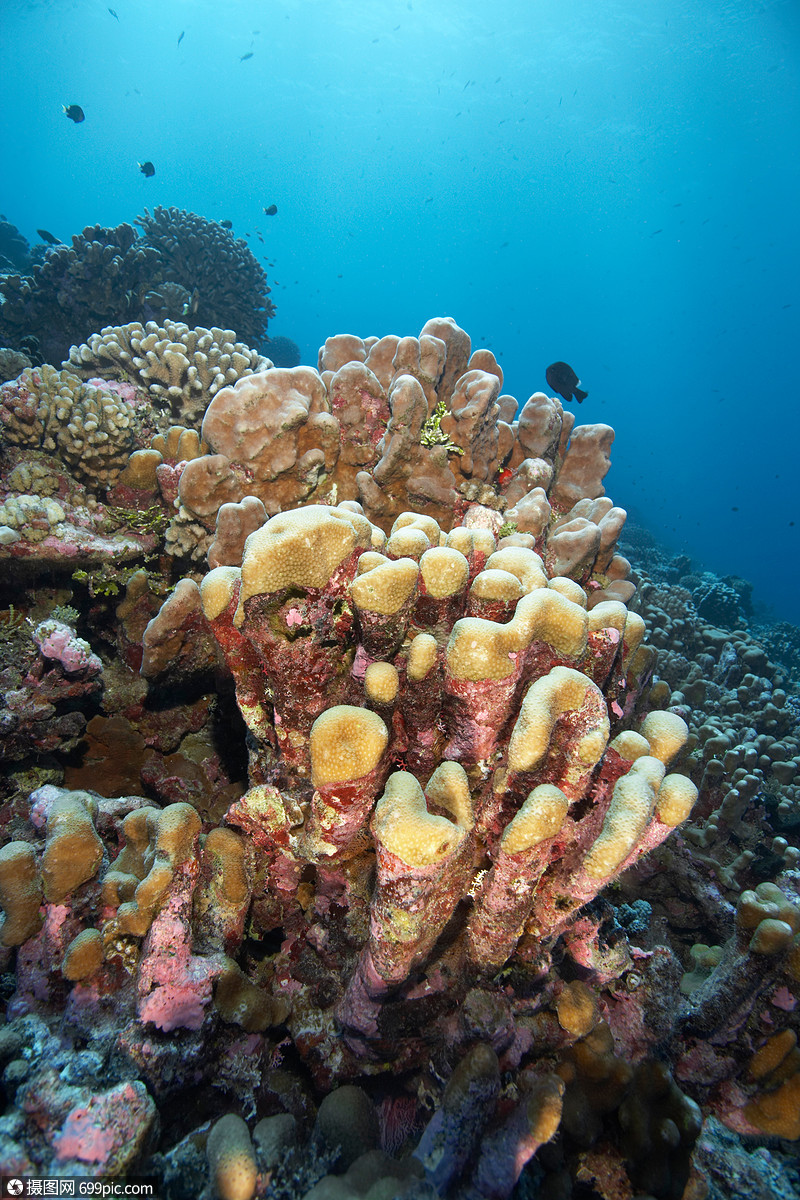 珊瑚礁图例图片