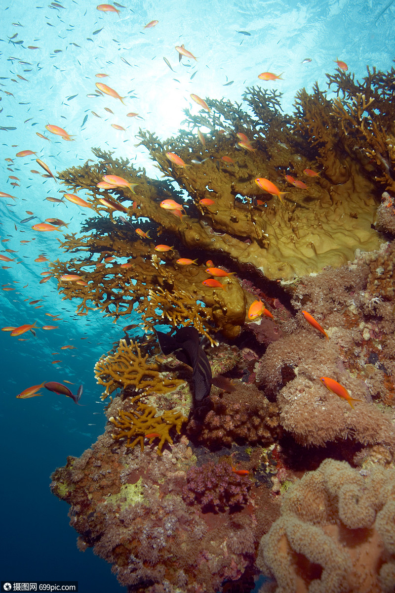 礁上鱼群自然游泳图片