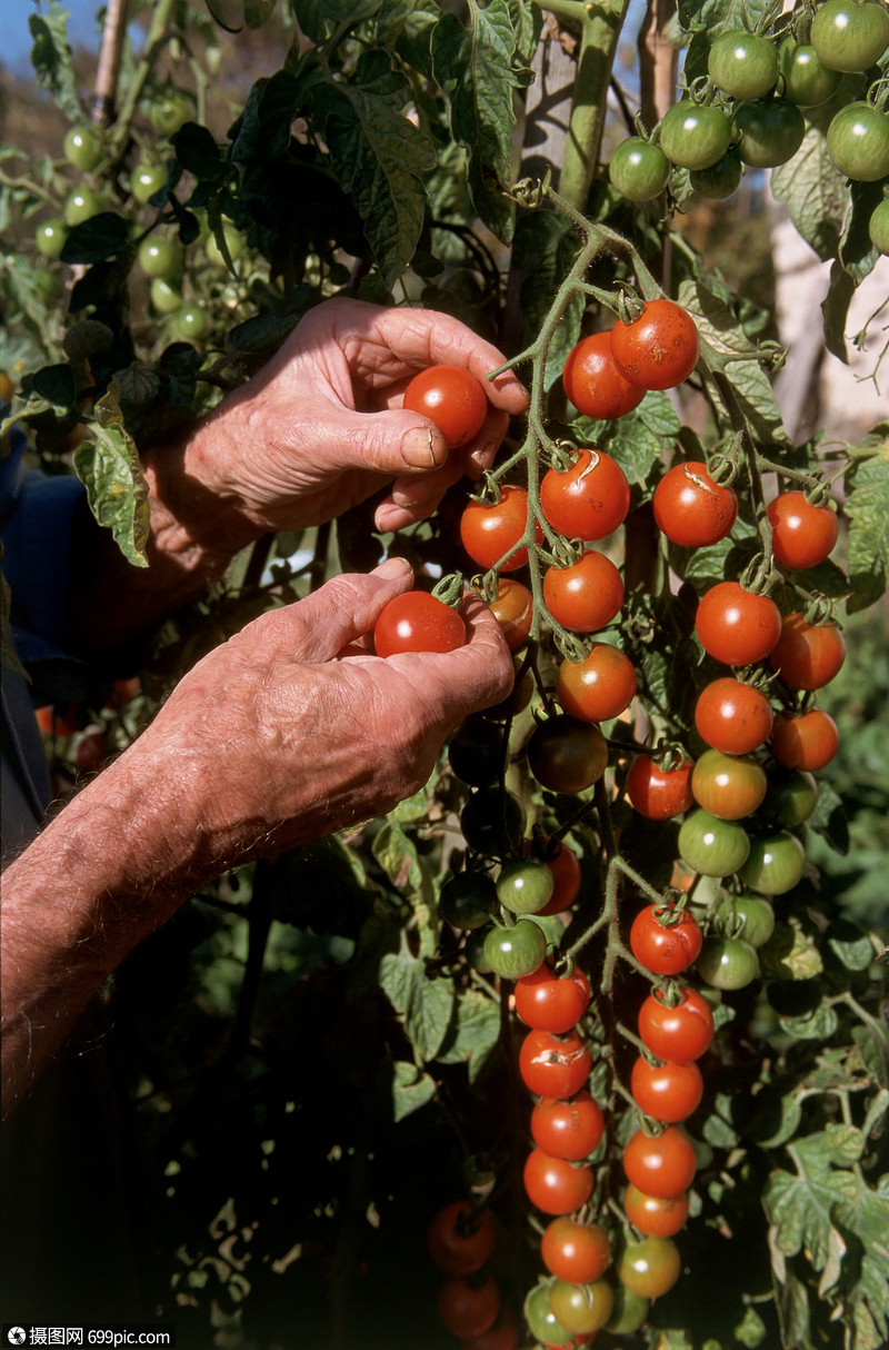 收获西红柿