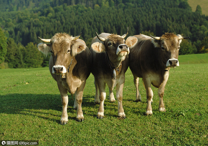 草地上的三头牛