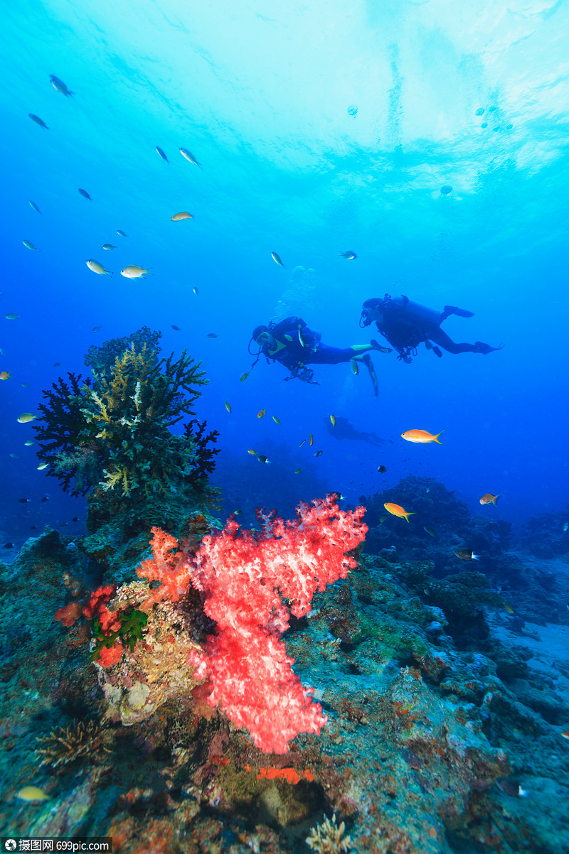 潜水员在珊瑚礁游泳
