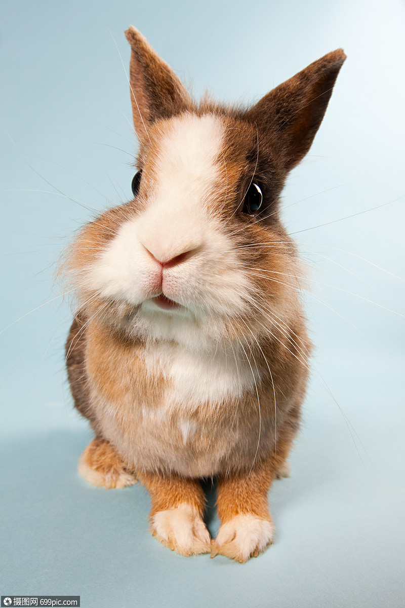 一只兔子,摄影棚拍摄