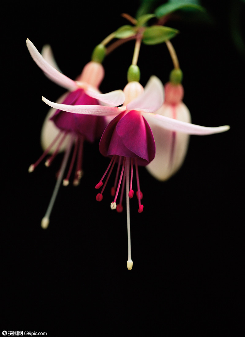 紫红花粉红色高清图片素材