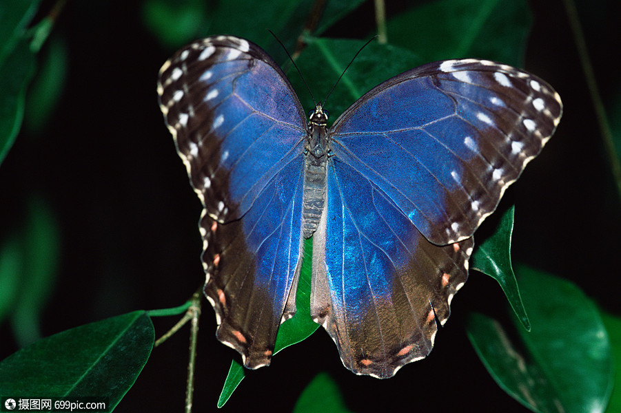 叶子上的蓝蝴蝶
