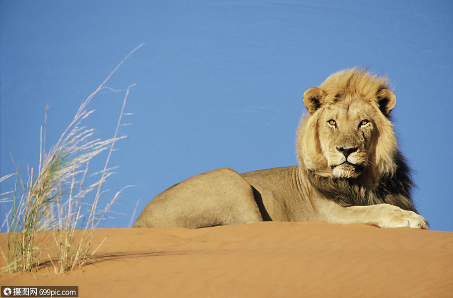 照片 自然风景 雄狮.jpg
