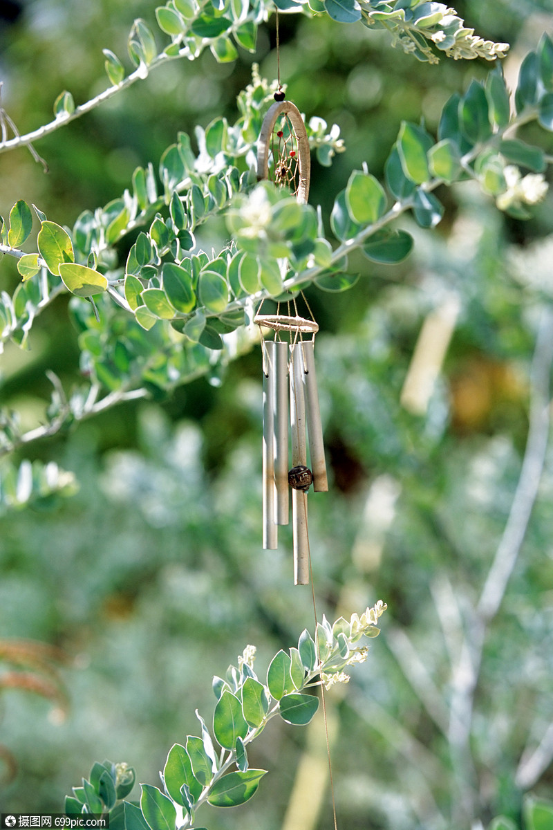 风铃叶静物高清图片素材