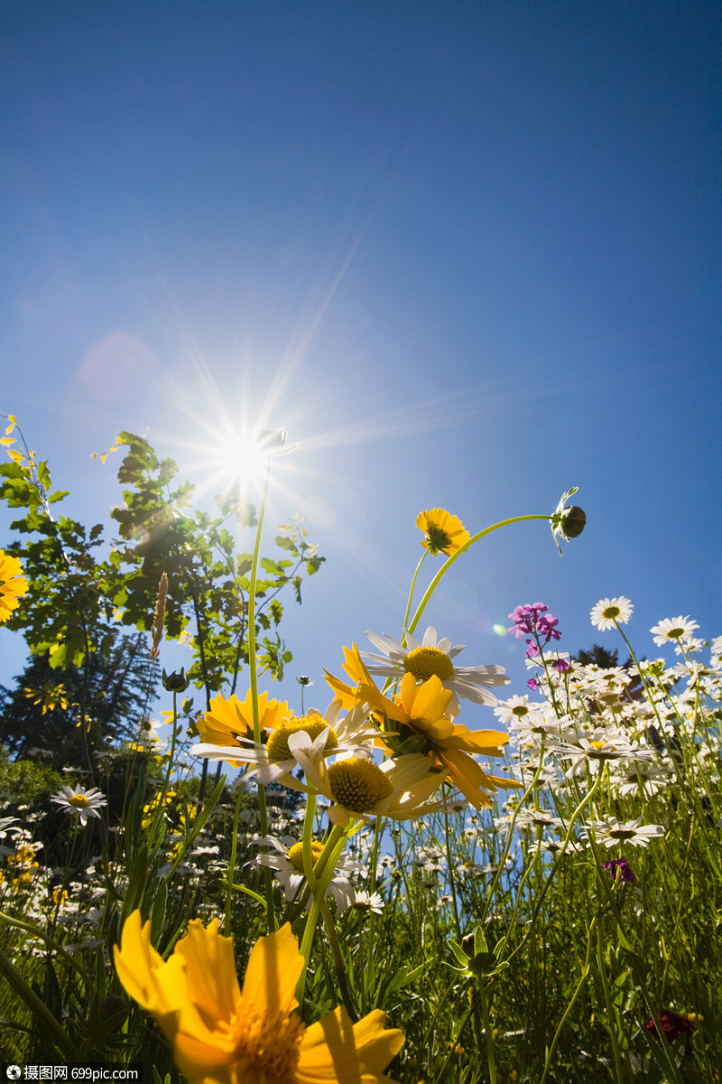 阳光下的花朵野外春天
