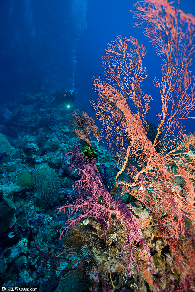 珊瑚礁精致的水高清图片素材