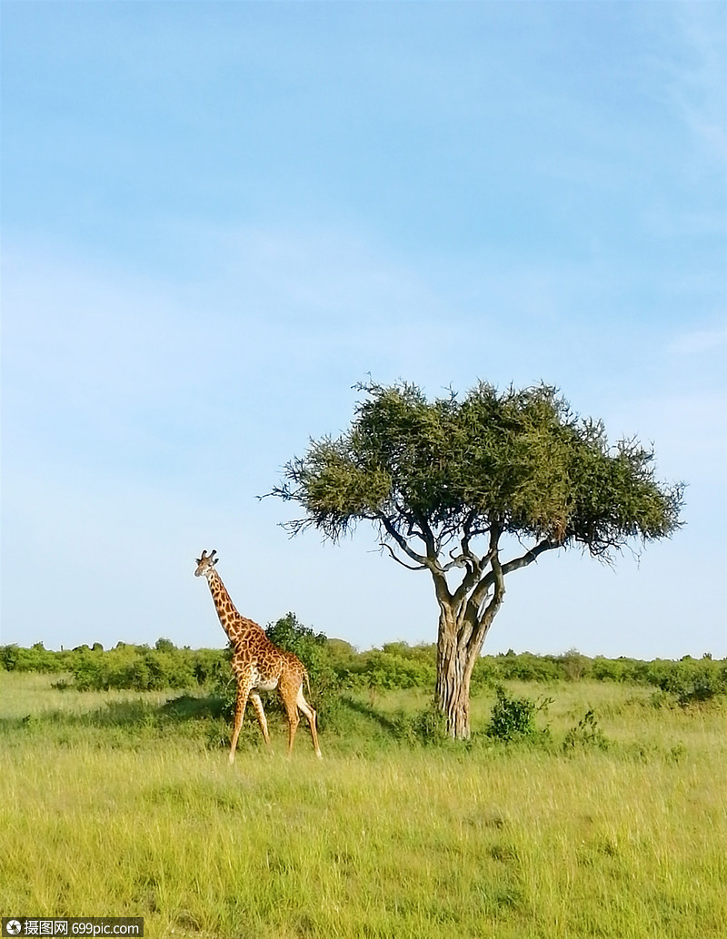 非洲肯尼亚马赛马拉自然保护区的长颈鹿行走草原