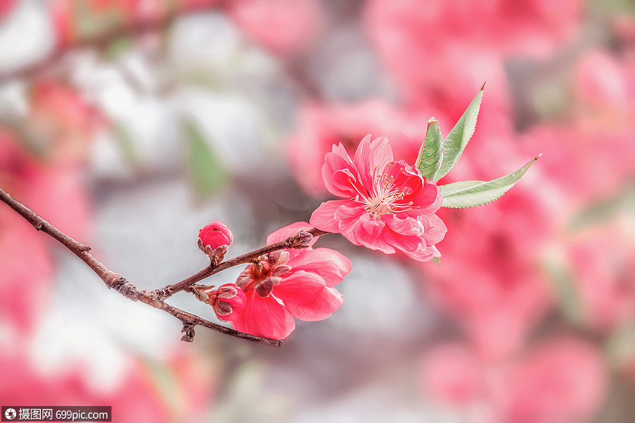 照片 自然风景 桃花盛开古风背景.jpg