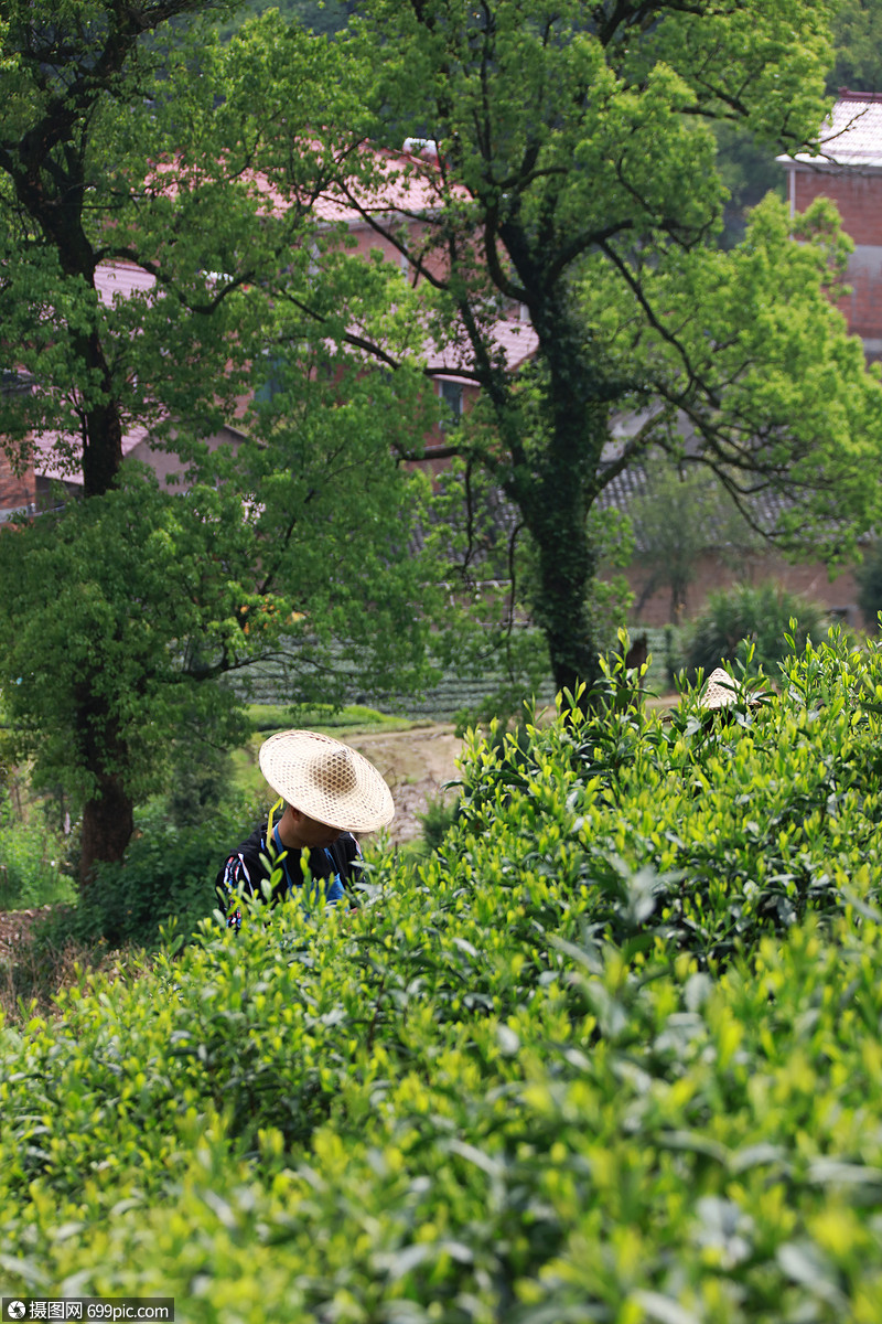 采茶采茶人雨前茶图片