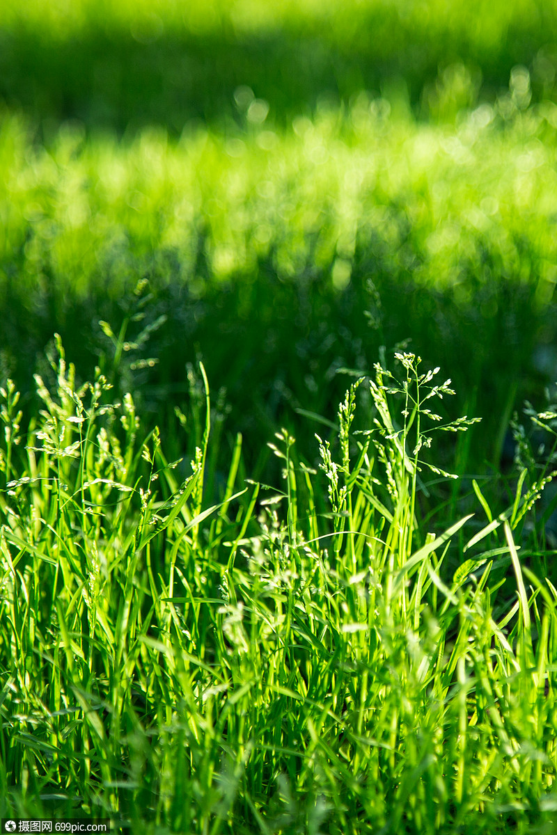 春天小草摄影图自然春季