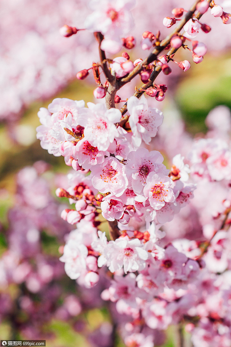春天的多瓣樱花