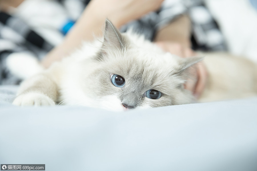 抱着布偶猫的居家男孩