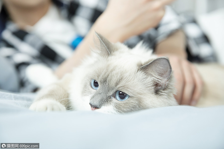 照片 人物情感 抱着布偶猫的居家男孩.jpg