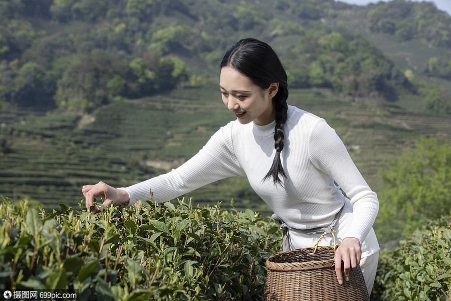 茶園裡的採茶姑娘採摘女性茶樹葉