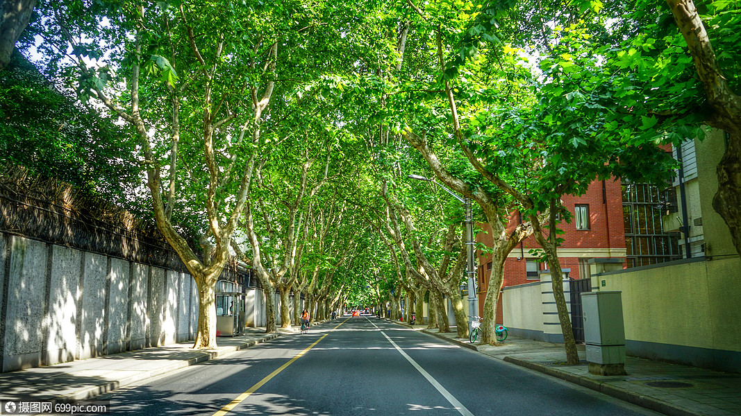 夏日林荫马路梧桐夏天