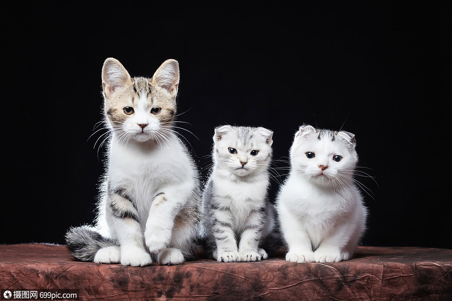折耳猫猫科动物三只猫咪