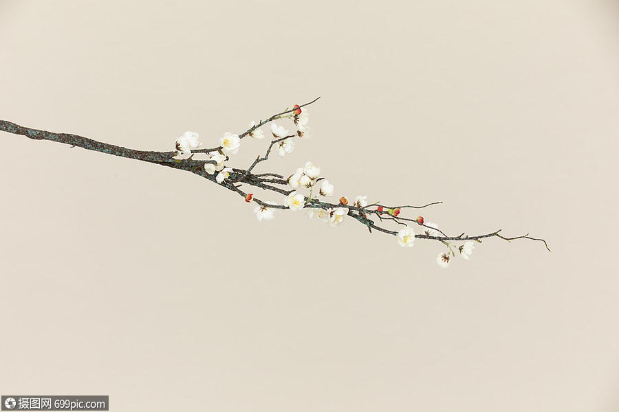 梅花树枝素材