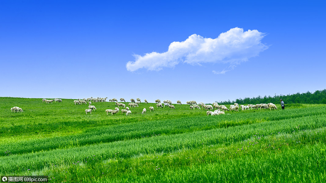 内蒙古草原牧场羊群