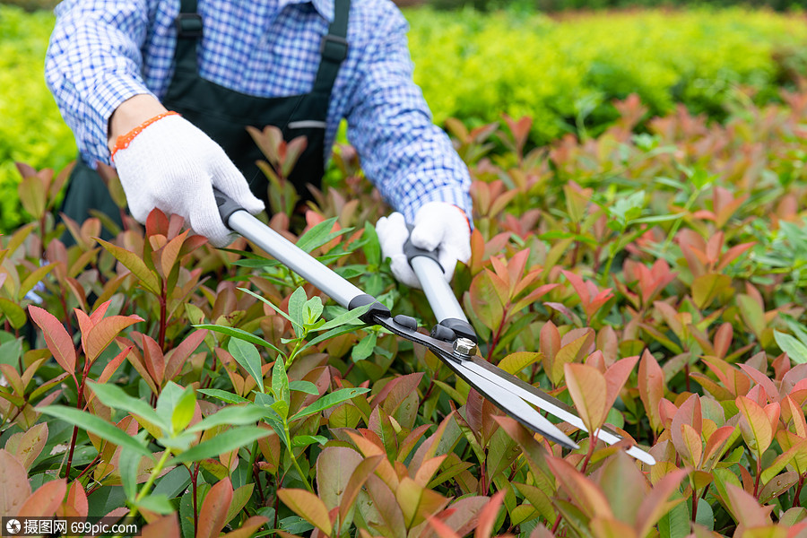 园丁工人修剪农场植物枝叶特写东方人人物