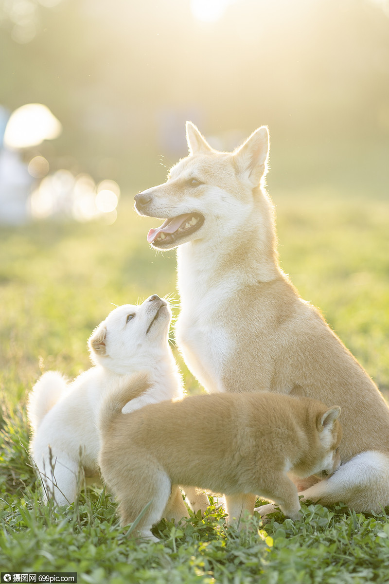 夕阳下可爱的柴犬宝宝和妈妈狗遛狗