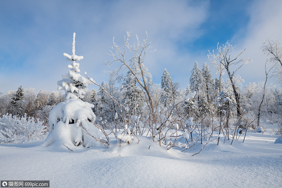 吉林冬天雪松风光雾凇大雪纷飞