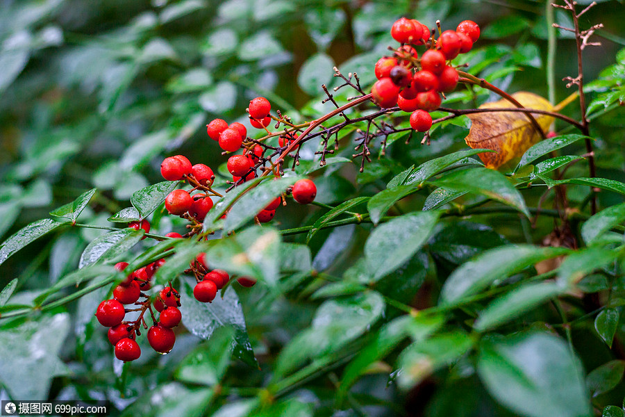 南天竹红果自然高清图片素材