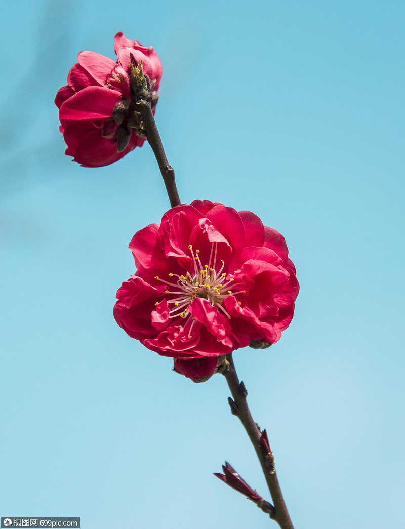 枝头上的红色梅花