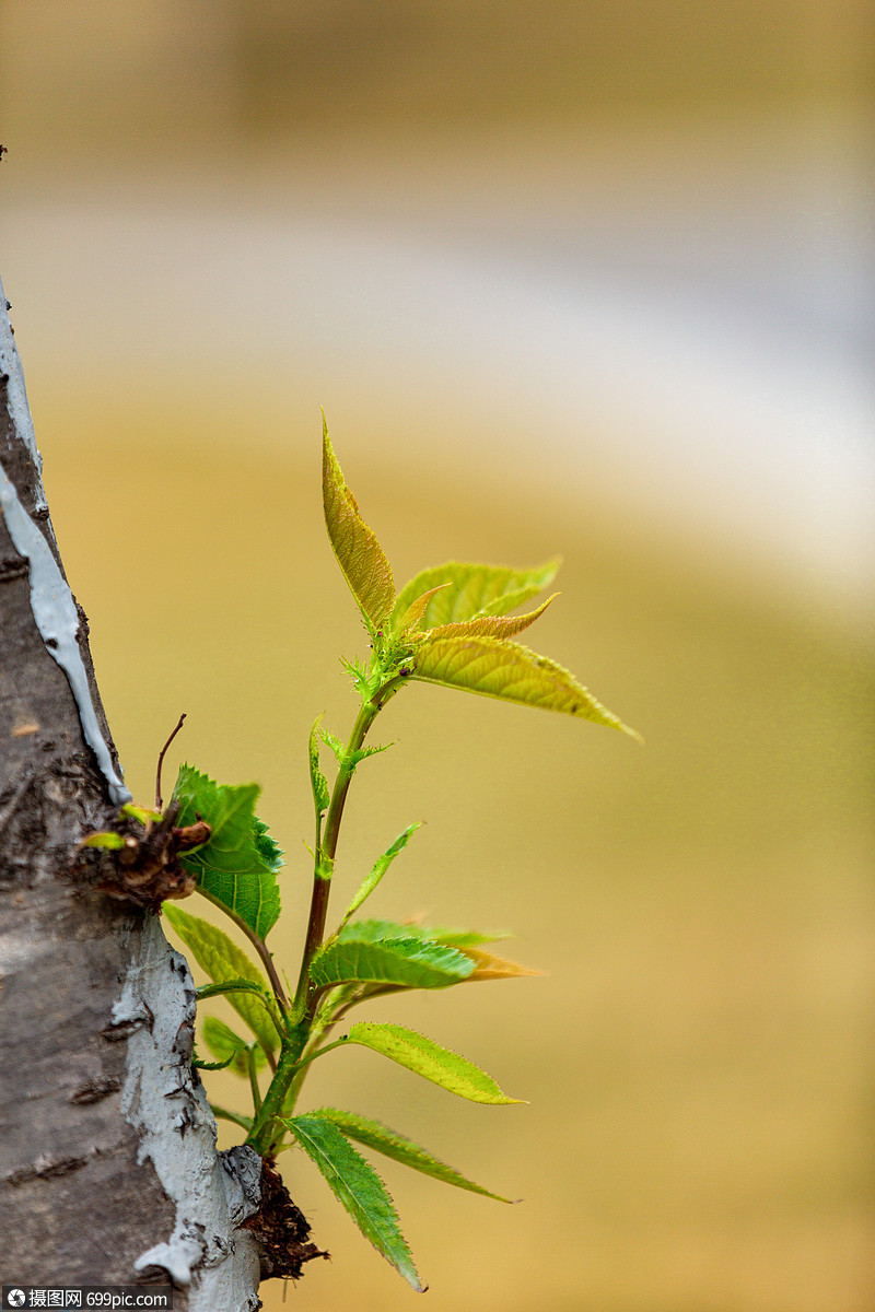 春天树叶发芽萌芽春分