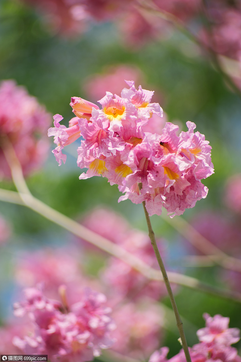 春暖花開 紫花風鈴木