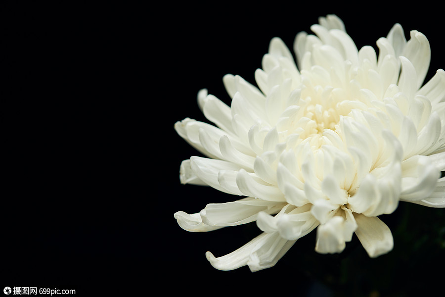 白菊花代表什么意思(送朋友白菊花代表什么意思)