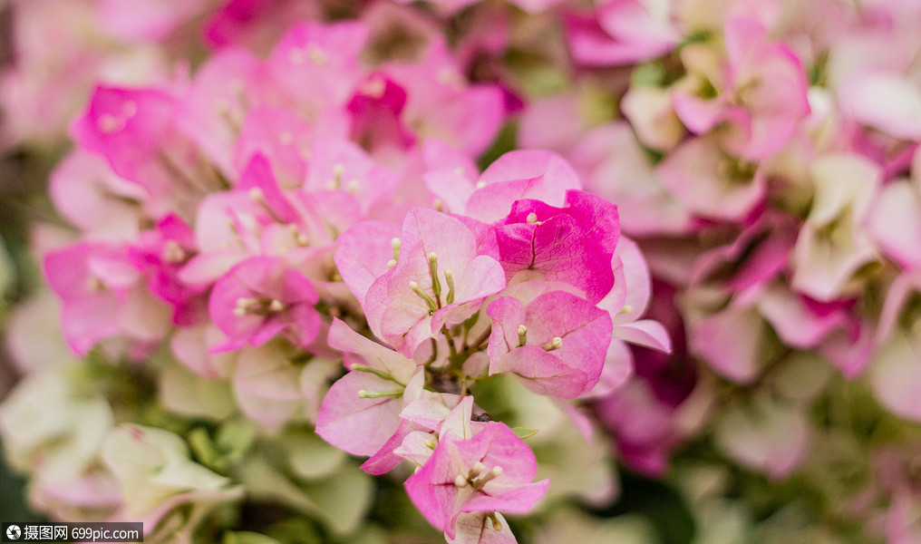 鲜艳的三角梅花草彩色三角梅